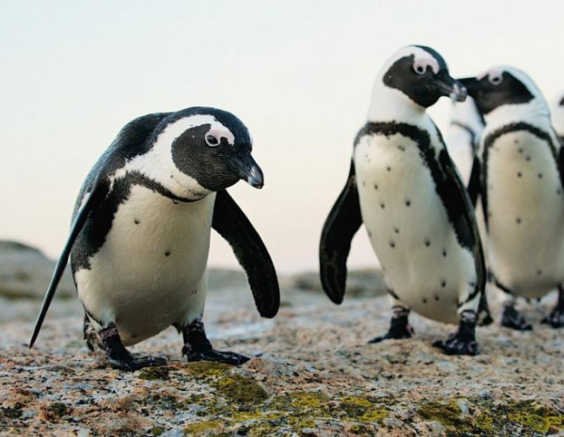 Жизнь как приключение. Африканские пингвины: особенности внешнего строения и поведения Пингвины в африке живут