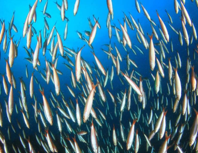 أغذية معلبة سمك صوري المحيط الهادئ طبيعي بالزيت.  موطن سمك الصوري في المحيط الهادئ