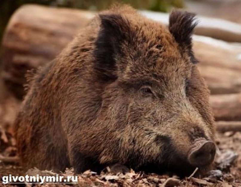 الخنزير.  الحياة والعادات في البرية.  ماذا تأكل الخنازير عندما يكون لها ذرية