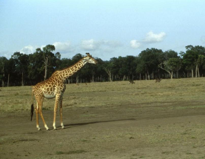 Относится ли жираф к природе. Жираф: интересные факты, фото и краткое описание. Что интересного в ногах жирафа