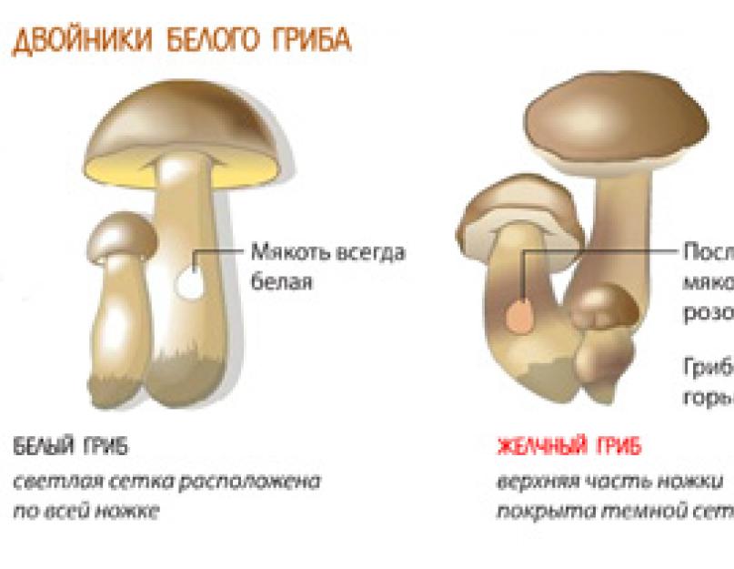 Как узнать хороший гриб или плохой. Как отличить съедобные грибы от несъедобных — описание и фото для сравнения. Лучшее правило - опыт