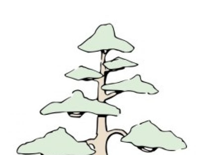 سيكويا شجرة عملاقة.  شجرة السيكويا المهيبة تغزو الجميع بمباهتها سيكويا هي أعظم شجرة صنوبرية على وجه الأرض