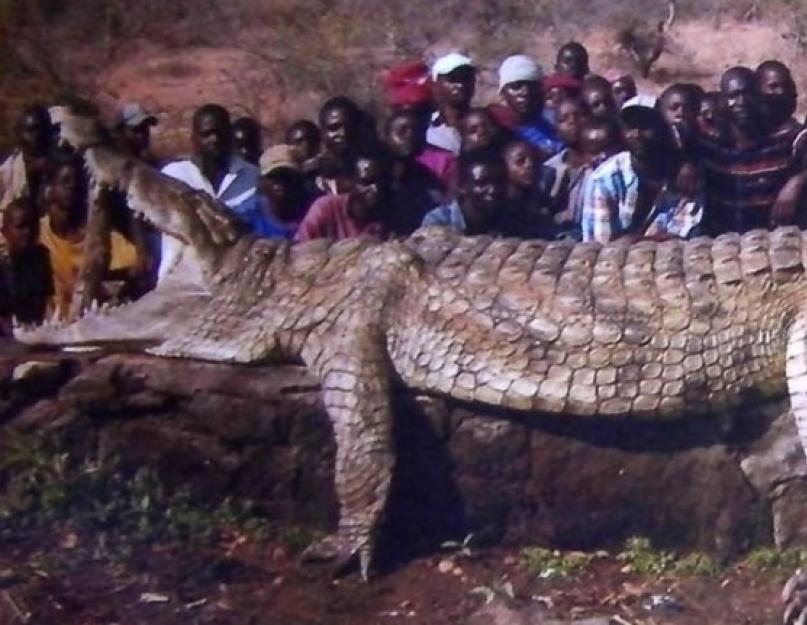 Узкорылый крокодил обитающий в австралии. Крокодилы австралии