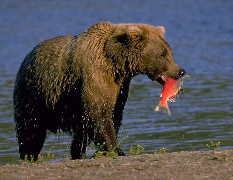 Polarni medvjedi jedu kitove.  Šta jedu medvedi?  Šta jedu medvjedi u različitim regijama?
