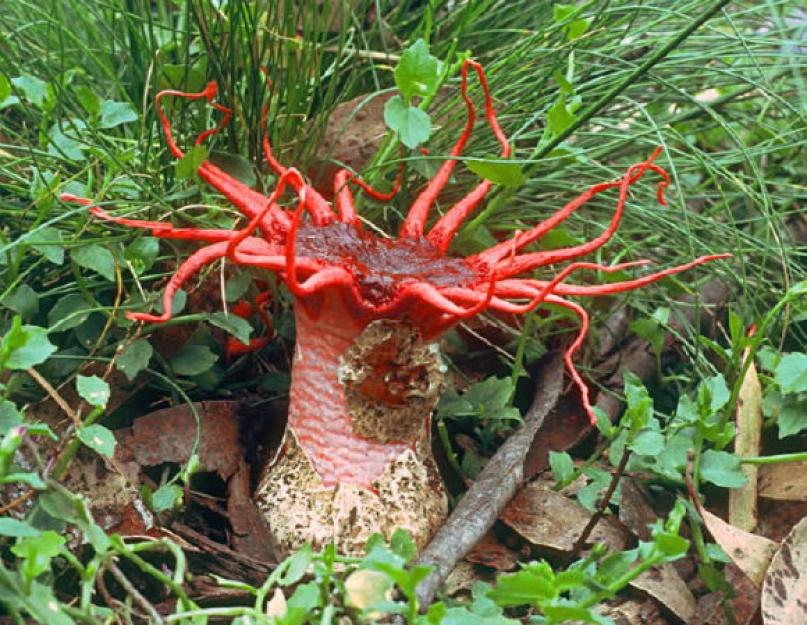 Найденные под новосибирском грибы оказались ложными трюфелями. Где растут грибы Гриб под землей название