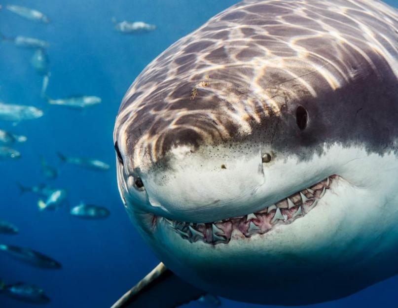 يا له من سمكة قرش بيضاء كبيرة.  القرش الأبيض (لات. Carcharodon carcharias).  أسماك القرش في البحر الأبيض وبارنتس