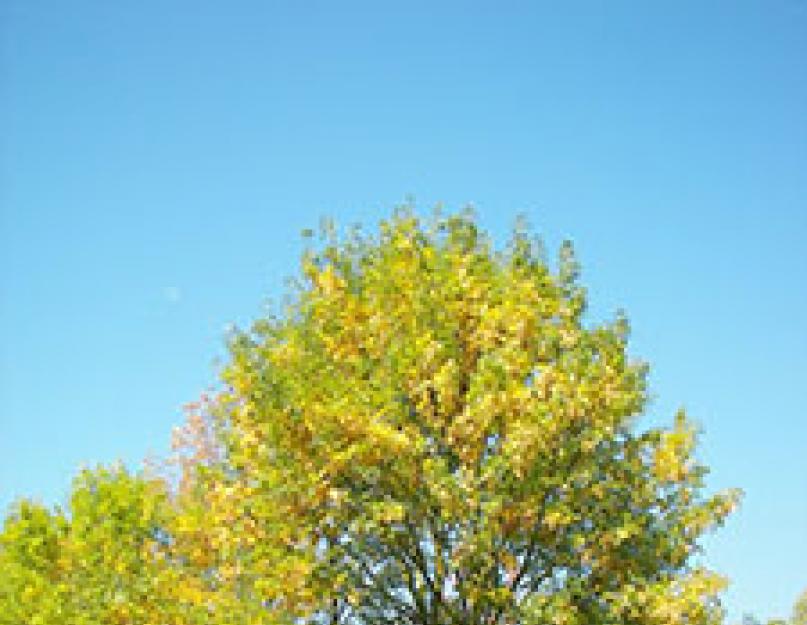 A kőrisfa egyedi fizikai, mechanikai és kémiai tulajdonságai.  Kőris (fa): leírás, termőhely, kezelésre való alkalmazás