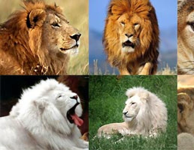 Что Едят Львы? Лев животное. Образ жизни и среда обитания льва