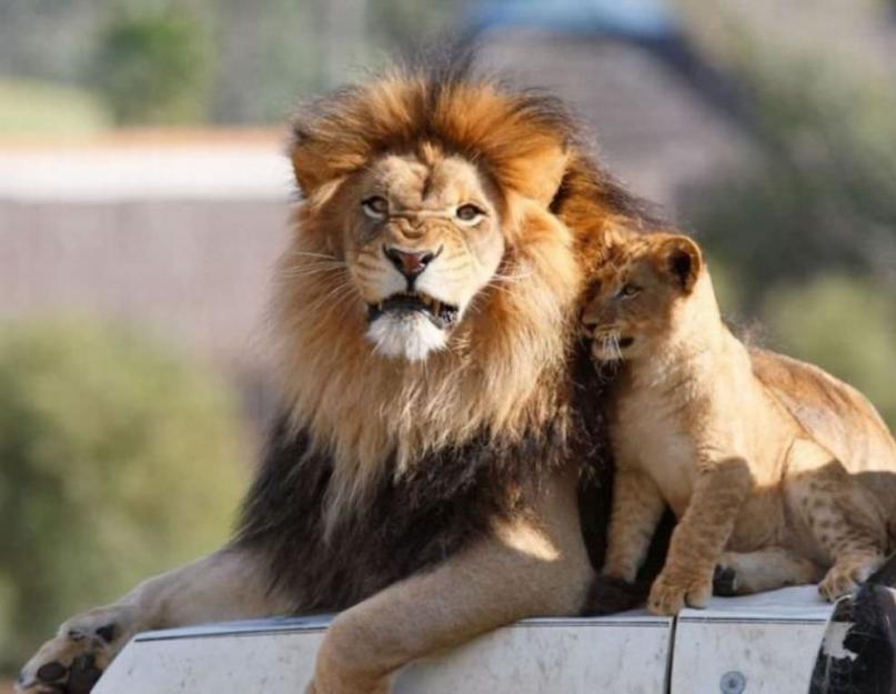 Где живут львы? Животные Африки: лев. Дикое животное лев. Сколько весит лев