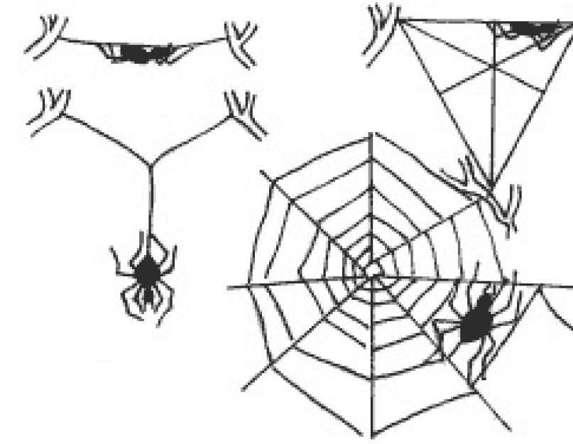 Общая характеристика паукообразных. Краткое описание класса паукообразные