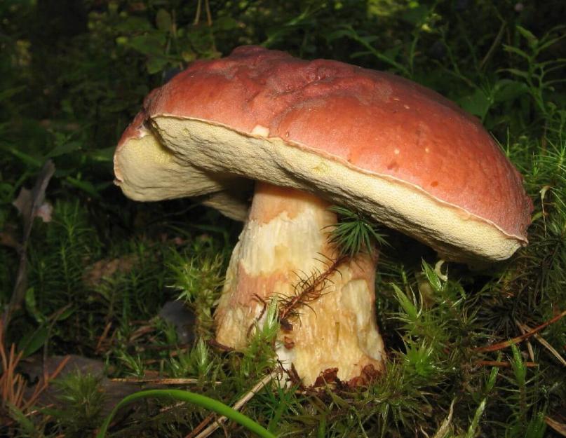 Как выращивать белые грибы дома или на дачном участке? Промышленное выращивание белых грибов