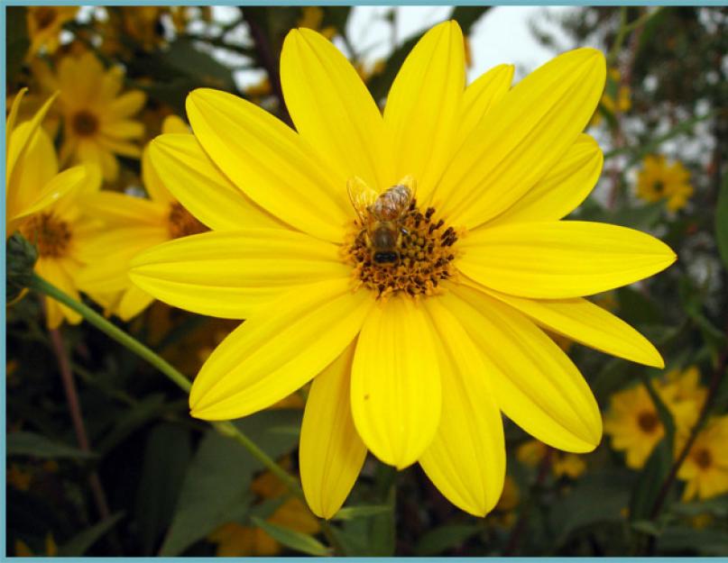 Гелиопсис — «Многолетний солнечник»: посадка и уход. Гелиопсис пестролистный: правила посадки, уход и использование в ландшафтном дизайне Гелиос цветок выращивание
