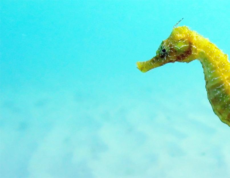 Карликовый морской конек — подводный прототип шахматной фигурки. Морской конек Рыбка морской конек