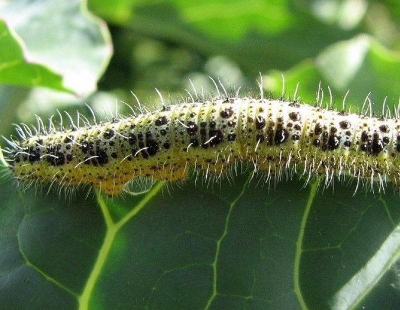 Kopūstų baltymai, kokia transformacija.  Kopūstinis drugelis.  Kopūstų gyvenimo būdas ir buveinė.  Kūrimo etapai: aprašymas