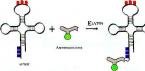 Kaip vyksta baltymų sintezė?