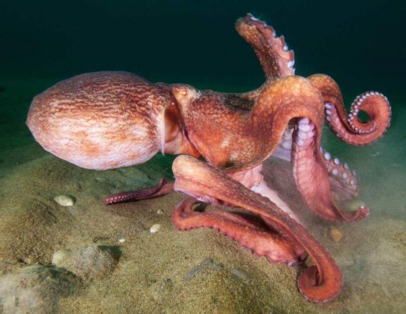 Осьминог гигант 5. Самые загадочные обитатели океана: гигантские осьминоги. Гигантский Тихоокеанский осьминог