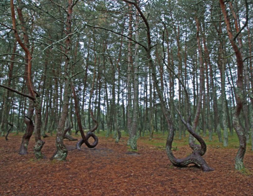 Táncoló fák Kurónia a térképen.  Foglaljon privát vagy csoportos túrát.  elmélet.  természetes tényezők