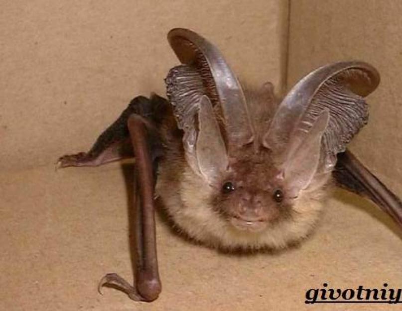 Hondūro baltieji šikšnosparniai.  Bat viskas apie ją