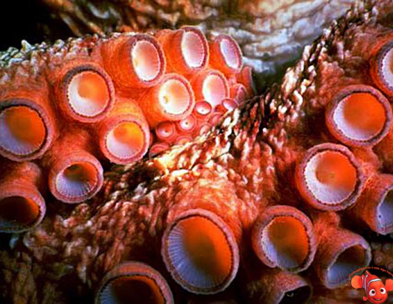 Tények a polipokról.  A polip egy csodálatos puhatestű.  A polip viselkedése és élőhelye