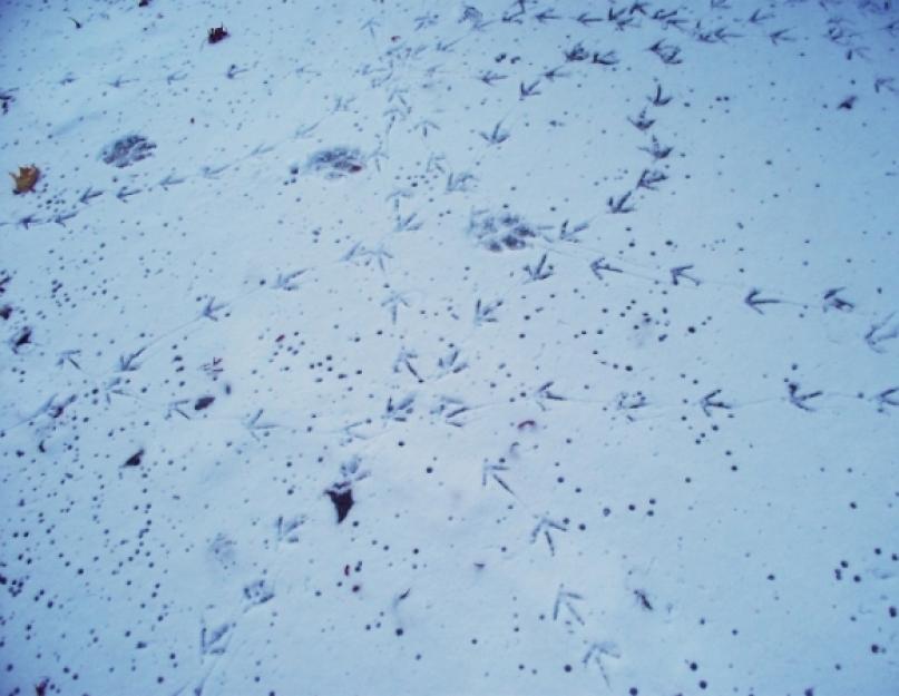 Dessinez des empreintes d'animaux dans la neige.  Pathfinder : lire les traces d'animaux