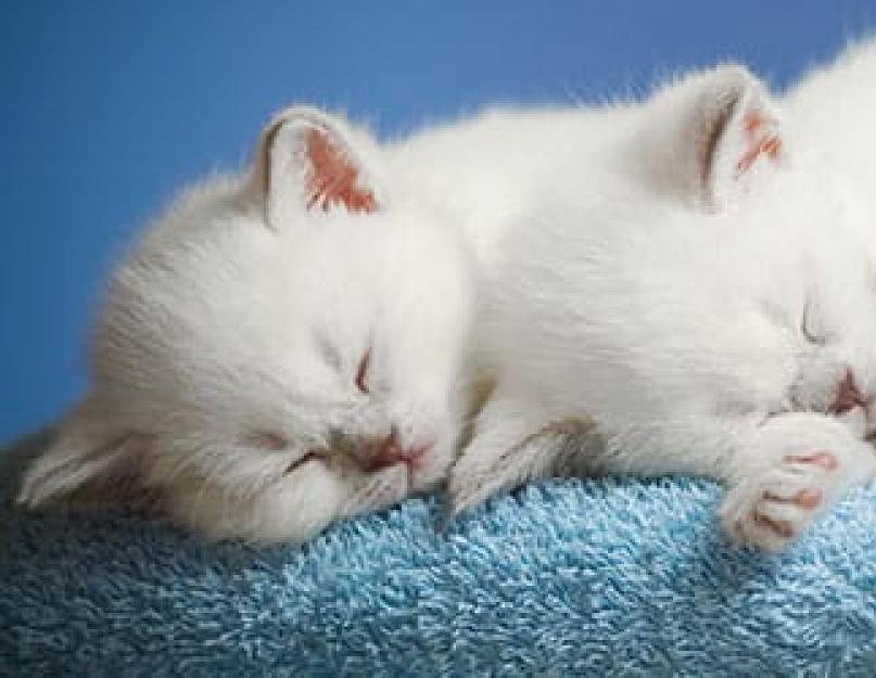 هريرة بيضاء حسب كتاب الحلم.  لماذا تحلم القطة البيضاء؟  تفسير الأحلام