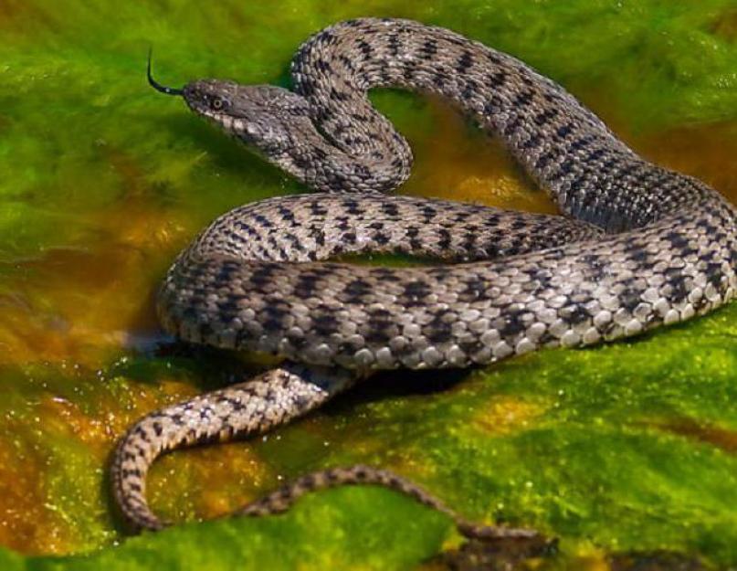 Gyvatės prie vandens ir vandenyje.  Juodojoje jūroje pasirodė baisios gyvatės