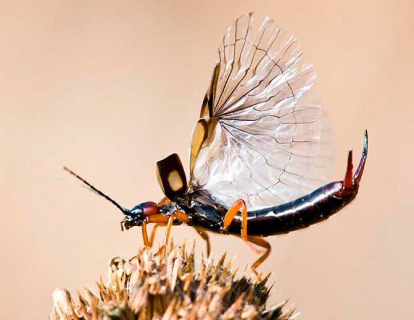 حقائق مثيرة للاهتمام حول حشرة أبو مقص: كيف تبدو وماذا تأكل.  حشرة أبو ظبي - الآفات أشهر الأنواع