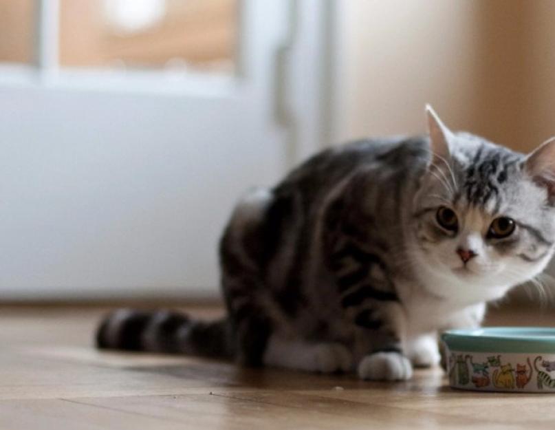 قطة مريضة تريد أن تأكل لكنها لا تستطيع.  ماذا تفعل إذا أكلت القطة العبوة؟  الأسباب الشائعة لزيادة الشهية